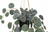 Mākslīgais piekārtais augs. 40 cm [4Living