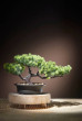 Kwiatydonice Bonsai artificial in a pot