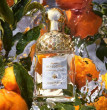 Guerlain GUERLAIN AQUA ALLEGORIA MANDARINE BASILIC