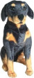 Dubi Rotweilleri sēž 65cm